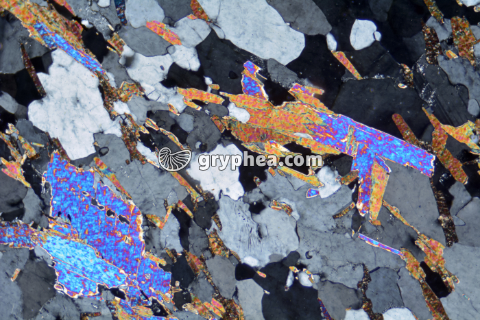 Gneiss à 2 micas (Bas Limousin) LPA x25 - gryphea.org
